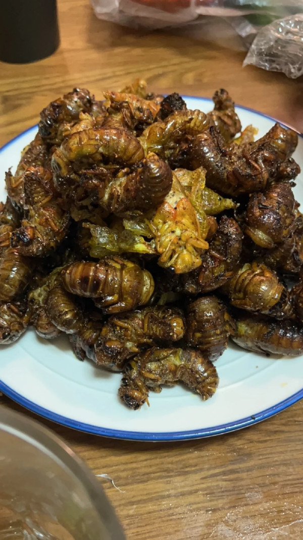 日本公園貼告示禁止捕捉一生物 居日內地人小紅書分享公園採集食用