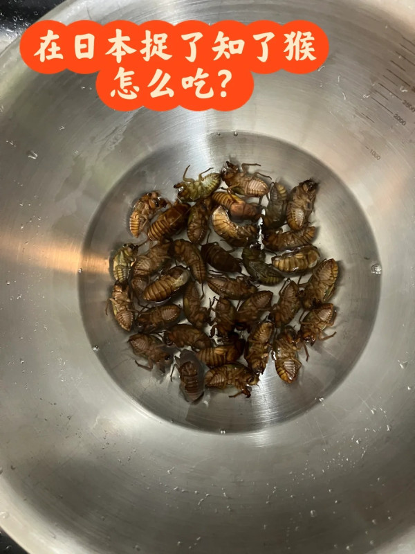 日本公園貼告示禁止捕捉一生物 居日內地人小紅書分享公園採集食用