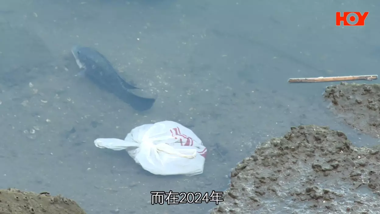 一線搜查｜屯門河淪為臭河！船隻亂泊引嚴重污染問題居民痛心：以前好靚