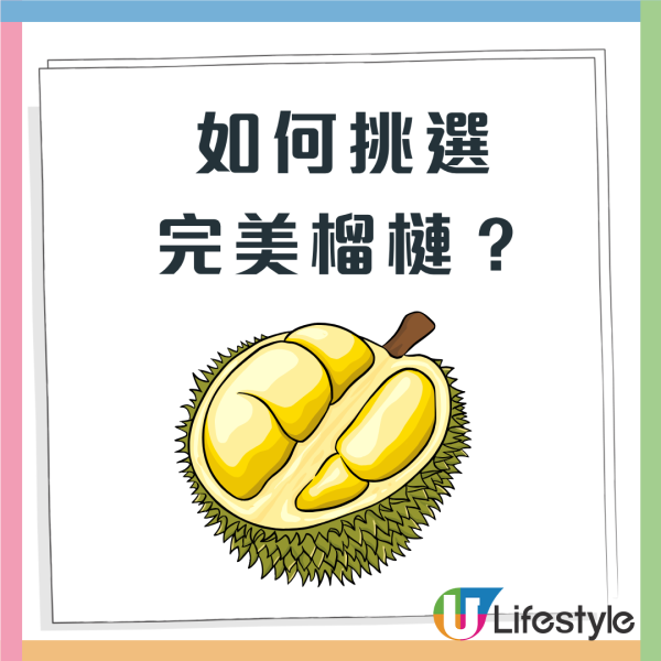 【榴槤品種】逾28款榴槤品種大公開 教你秒速揀出極品榴槤