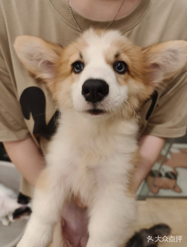 圖片來源：大眾點評@有喵·猫咖·狗咖·小狗崽上班啦(岗厦店)