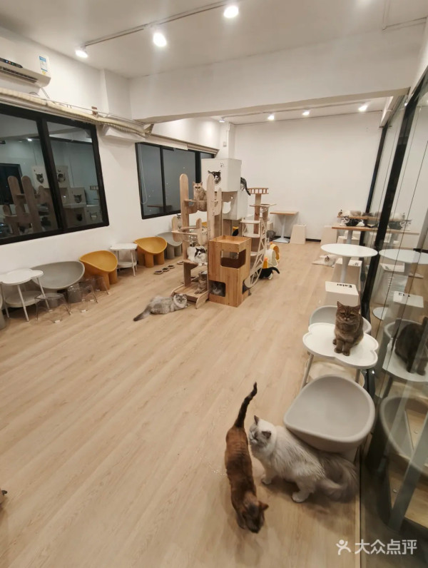 圖片來源：大眾點評@有喵·猫咖·狗咖·小狗崽上班啦(岗厦店)