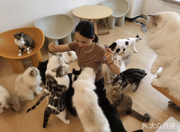 圖片來源：大眾點評@有喵·猫咖·狗咖·小狗崽上班啦(岗厦店)