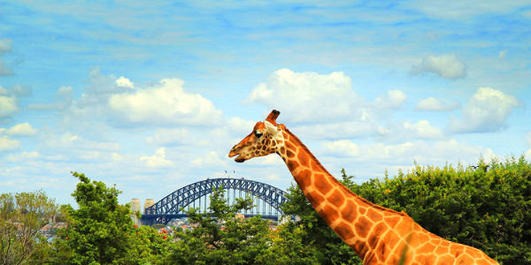 探索世界風景 深度遊新西蘭、澳洲、非洲 用Visa訂機票享現金回贈及景點門票優惠