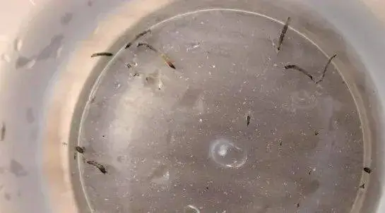 8歲女童口吐黑色活蟲持續1月有多！醫生揭真相竟和刷牙有關  夏天最高危