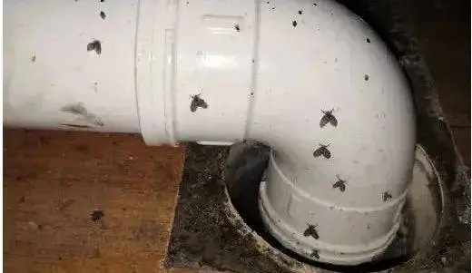 8歲女童口吐黑色活蟲持續1月有多！醫生揭真相竟和刷牙有關  夏天最高危