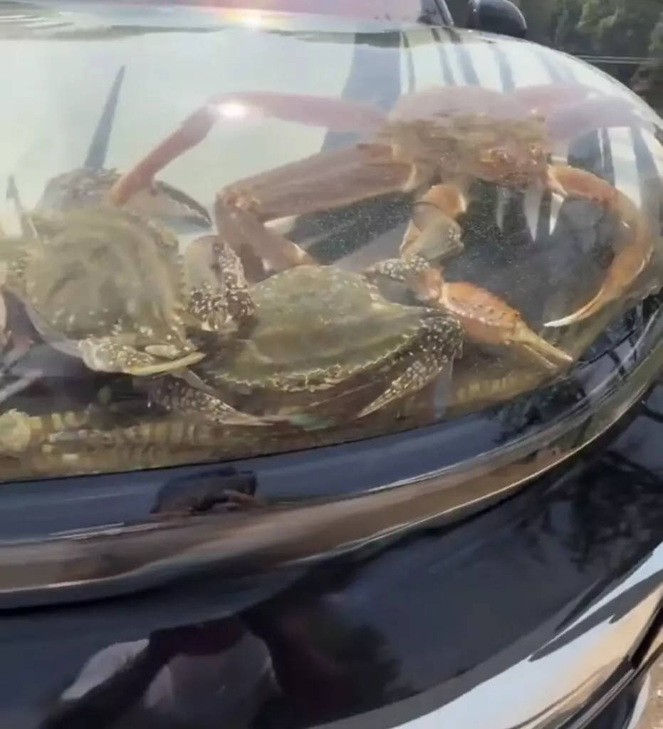 司機改裝車頭變移動水族館 釣魚忘記帶水桶 網民轟虐待動物：一開就熟
