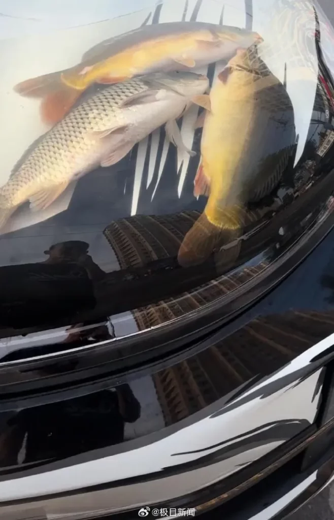 司機改裝車頭變移動水族館 釣魚忘記帶水桶 網民轟虐待動物：一開就熟