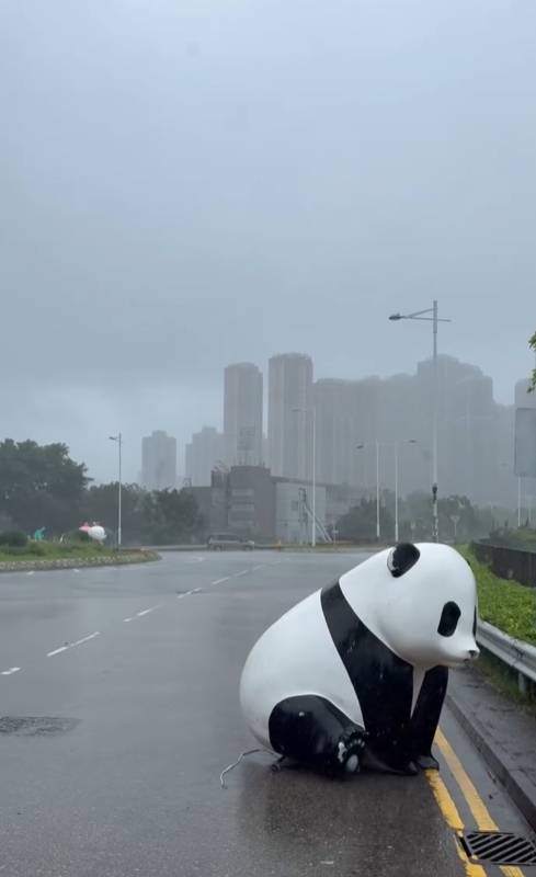 颱風韋帕｜大熊貓走失？街坊10號波勇救熊貓冒雨抬回行人路 引住戶拍片直擊