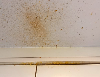 女星微波爐叮蛋爆炸插穿眼角膜！廚房石枱碎裂殃及天花 &nbsp;附5大高風險爆炸食物