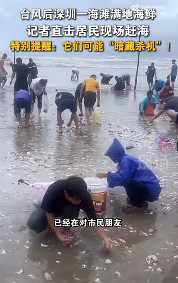 颱風後內地人衝深圳海灘撿海鮮！生蠔、螄蚶全都有塞爆桶  專家勸退：或暗藏殺機