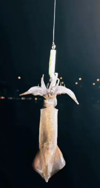 暑期夜釣墨魚團限時買一送一！人均$188起！任Chok墨魚連現場烹調！