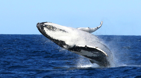 從悉尼歌劇院到獵人谷酒莊 體驗文化、自然與休閒品味 用不同節奏解鎖澳洲