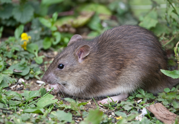 23歲男子喝飲品染「鼠毒病」身亡 全因做漏1動作 必睇6大初期症狀保命