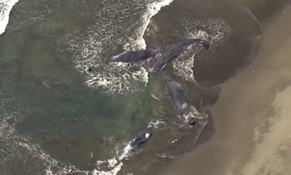 俄羅斯地震|4條抹香鯨一天前擱淺日本沙灘 被指一早感應地震 警方急澄清