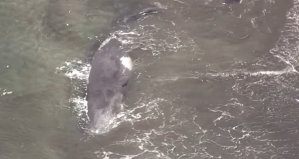 俄羅斯地震|4條抹香鯨一天前擱淺日本沙灘 被指一早感應地震 警方急澄清