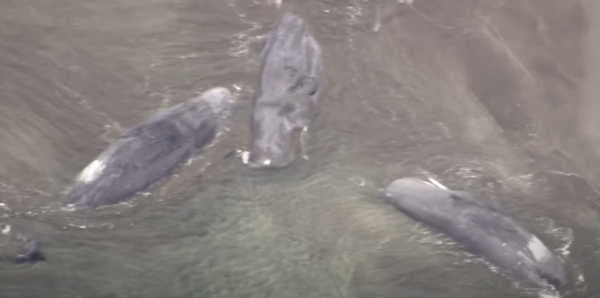 俄羅斯地震|4條抹香鯨一天前擱淺日本沙灘 被指一早感應地震 警方急澄清