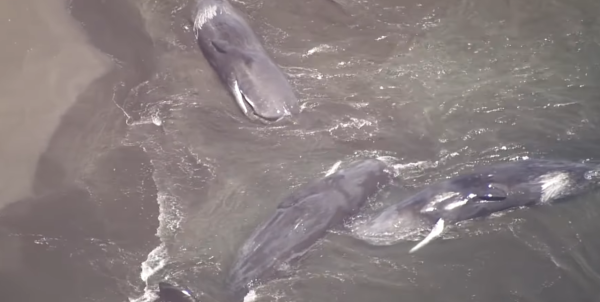 俄羅斯地震|4條抹香鯨一天前擱淺日本沙灘 被指一早感應地震 警方急澄清