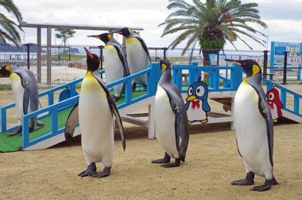 Chill玩遊輪！一口價全包 暢遊日本5大勝地 豪玩皇家加勒比遊輪設施 