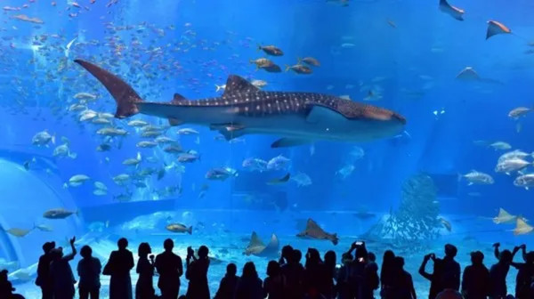 Chill玩遊輪！一口價全包 暢遊日本5大勝地 豪玩皇家加勒比遊輪設施 