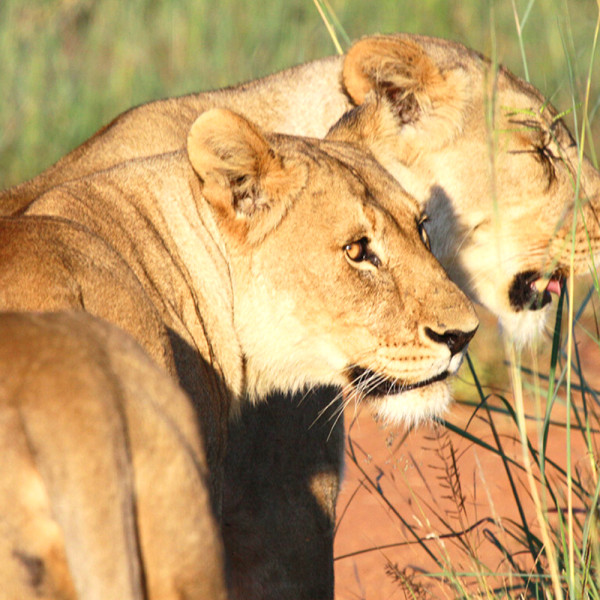 金怡假期 帶領港人深度遊冷門隱世秘景 同步繼續優化郵輪業務