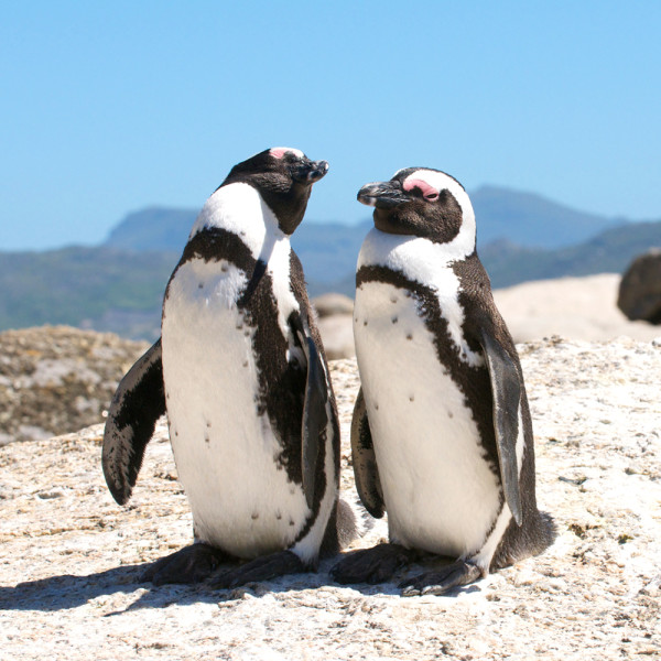 金怡假期 帶領港人深度遊冷門隱世秘景 同步繼續優化郵輪業務