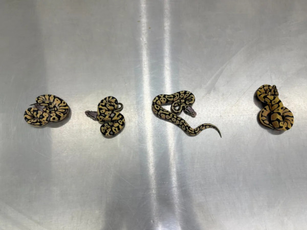 有片｜市民帶瀕危物種入境遭截獲 女子將4條活蛇藏內衣/旅客用1物裝眼鏡蛇 