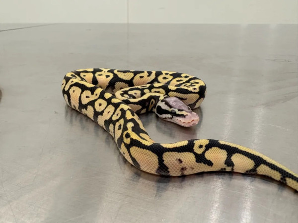 有片｜市民帶瀕危物種入境遭截獲 女子將4條活蛇藏內衣/旅客用1物裝眼鏡蛇 