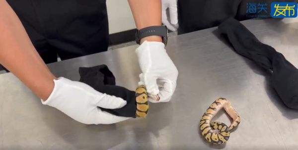 有片｜市民帶瀕危物種入境遭截獲 女子將4條活蛇藏內衣/旅客用1物裝眼鏡蛇 