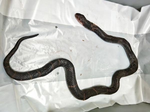 有片｜市民帶瀕危物種入境遭截獲 女子將4條活蛇藏內衣/旅客用1物裝眼鏡蛇 