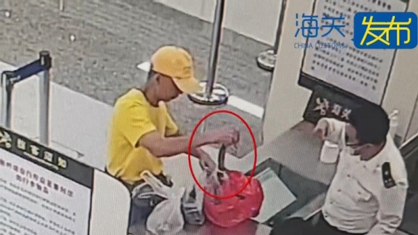 有片｜市民帶瀕危物種入境遭截獲 女子將4條活蛇藏內衣/旅客用1物裝眼鏡蛇 