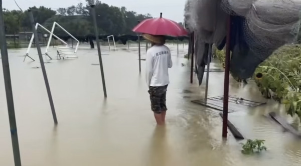 信芯園農莊暴雨下水浸！相隔兩周園區再變「汪洋」重創花田