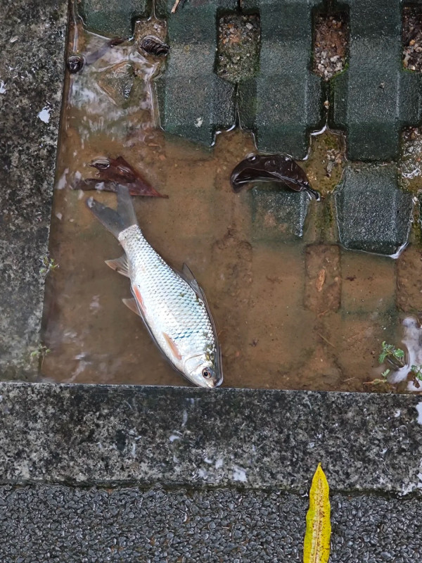 深圳凌晨一度發出暴雨紅色預警 內地網民上傳多區水浸實況！ 