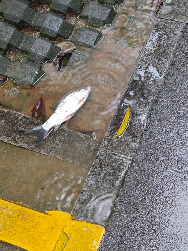 深圳凌晨一度發出暴雨紅色預警 內地網民上傳多區水浸實況！ 