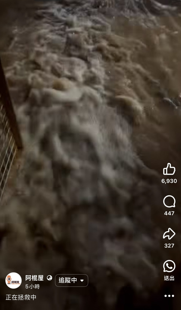 阿棍屋動物收容所暴雨水浸！雨水倒灌大批狗狗濕透成功獲救 市民感恩：平安就好