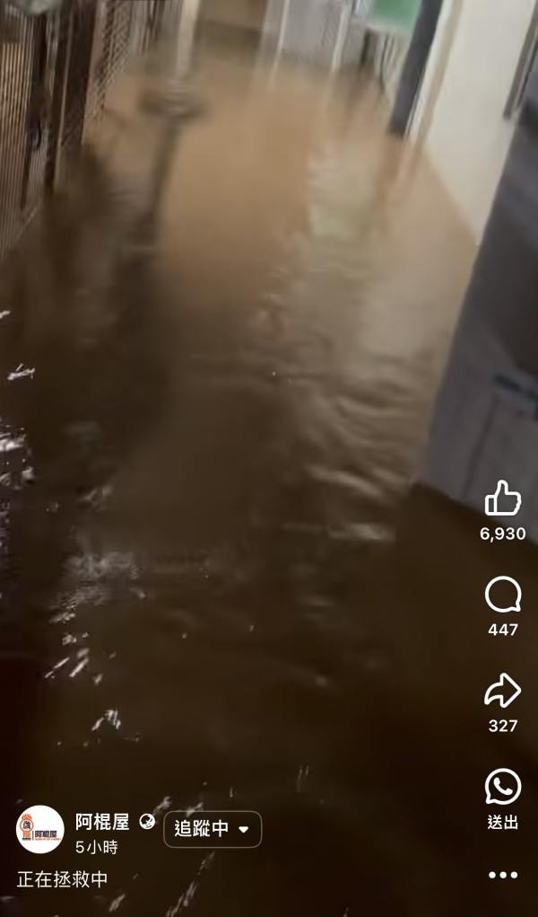 阿棍屋動物收容所暴雨水浸！雨水倒灌大批狗狗濕透成功獲救 市民感恩：平安就好