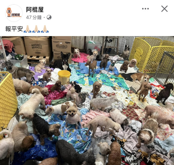 阿棍屋動物收容所暴雨水浸！雨水倒灌大批狗狗濕透成功獲救 市民感恩：平安就好