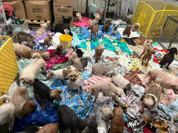 阿棍屋動物收容所暴雨水浸！雨水倒灌大批狗狗濕透成功獲救 市民感恩：平安就好