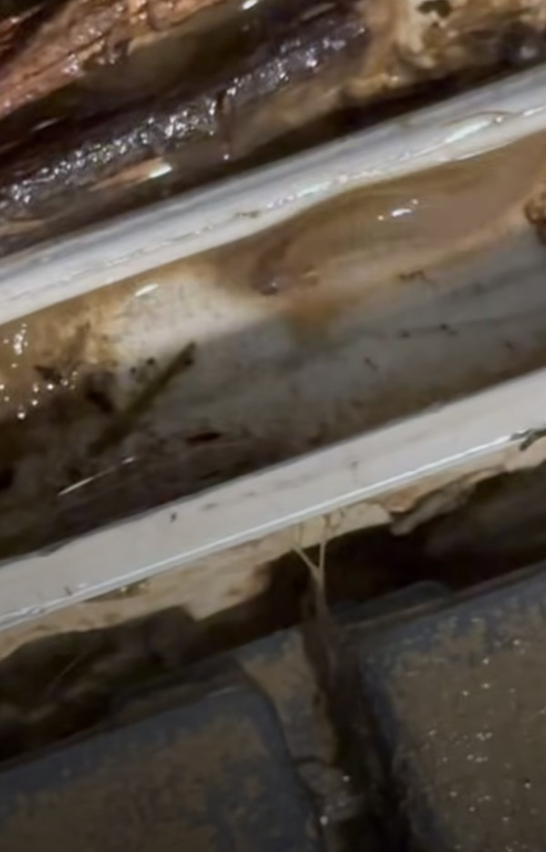 黑雨水浸｜大埔地下村屋積水浸遭殃 小魚隨暴雨入屋超誇張
