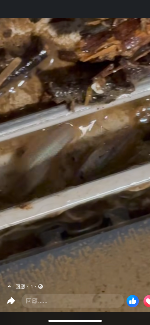 黑雨水浸｜大埔地下村屋積水浸遭殃 小魚隨暴雨入屋超誇張