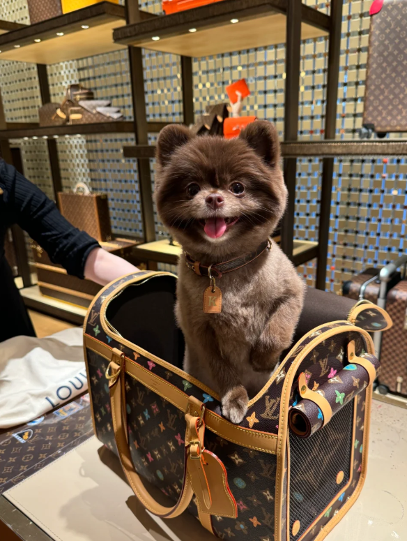愛犬Kuma奢華打扮（圖片來源：小紅書@鍾欣潼）
