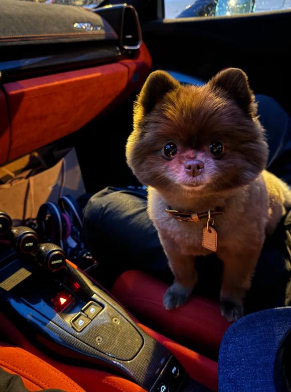 愛犬Kuma奢華打扮（圖片來源：小紅書@鍾欣潼）