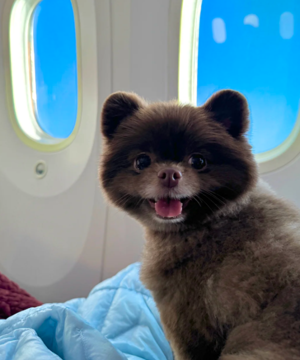 愛犬Kuma奢華打扮（圖片來源：小紅書@鍾欣潼）