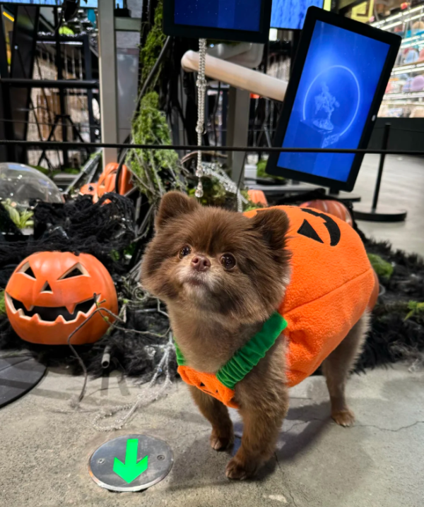 愛犬Kuma奢華打扮（圖片來源：小紅書@鍾欣潼）