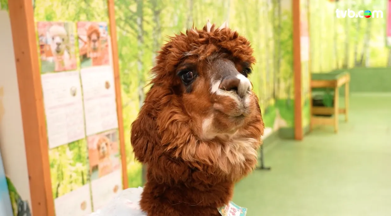 《解風東京2》每集景點行程介紹|必試美食/文青景點/特色酒店