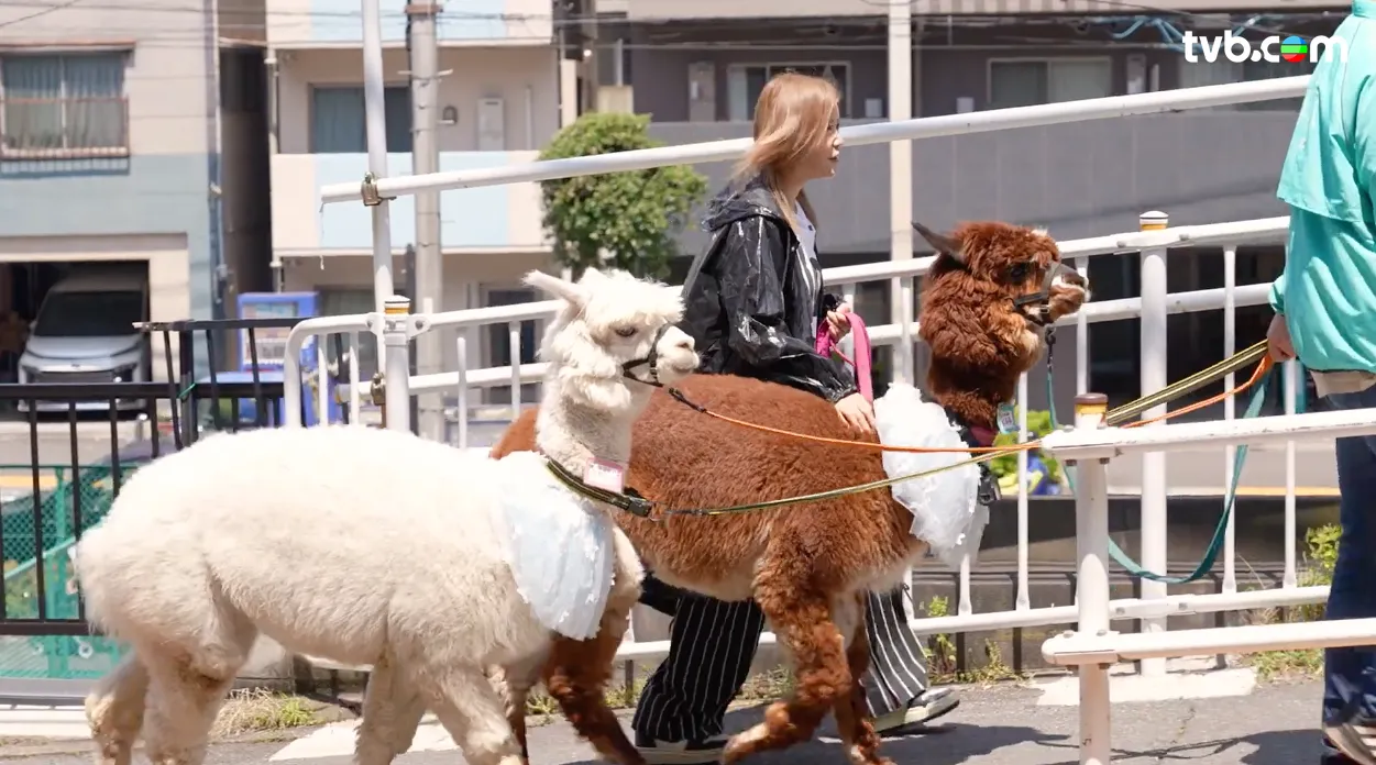 《解風東京2》每集景點行程介紹|必試美食/文青景點/特色酒店