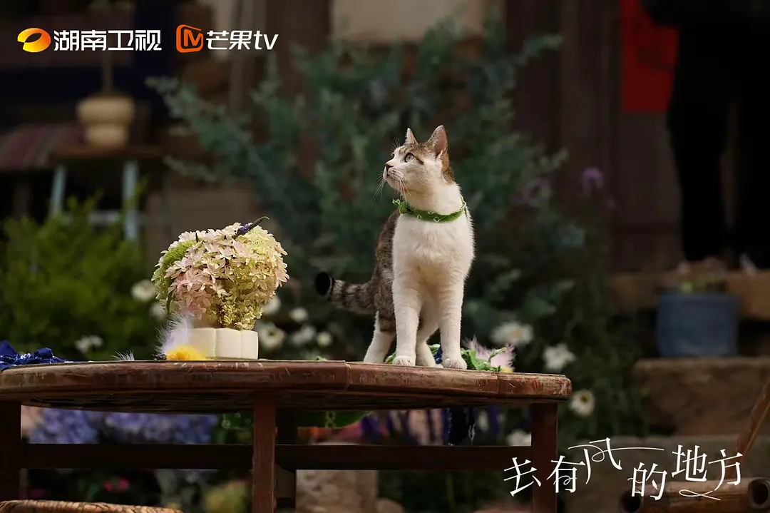 《去有風的地方》劇照