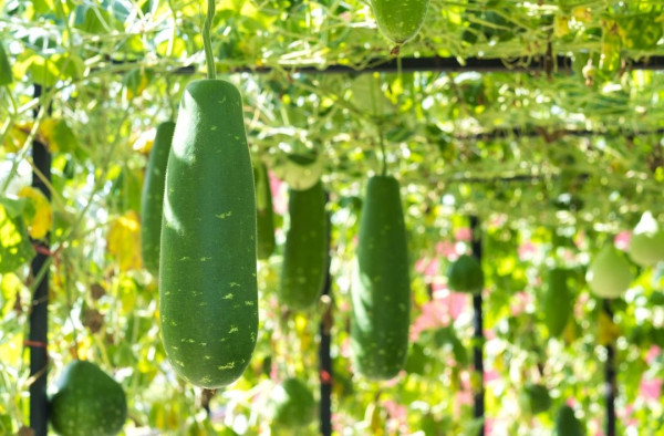 痛風發作︱54歲女吃1蔬菜致痛風發作 6蔬菜屬中等嘌呤含量忌吃過量！