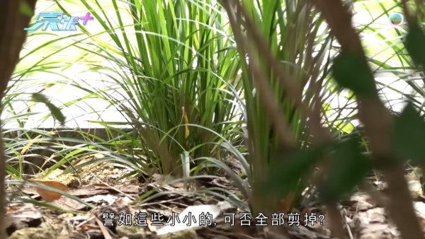 買樓「貨不對版」風景完全被遮掩，節目截圖，來源︰東張西望。