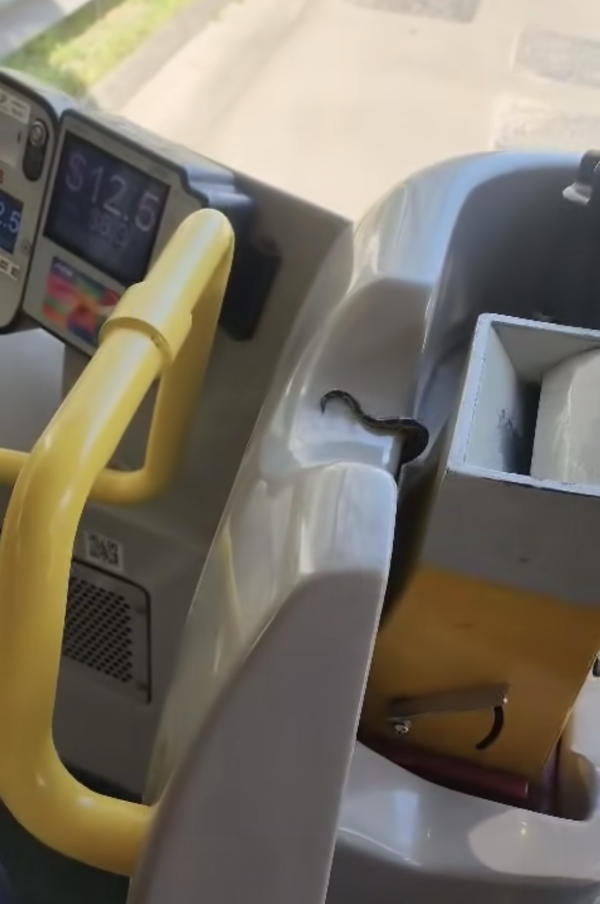驚嚇！緬甸蟒蛇闖入九巴車頭 最後司機咁處理